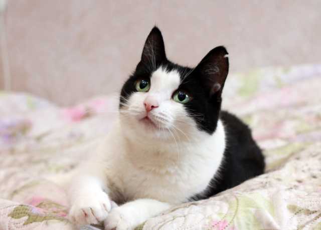 Отдам даром: Очаровательная кото-девочка Фунтик ищет