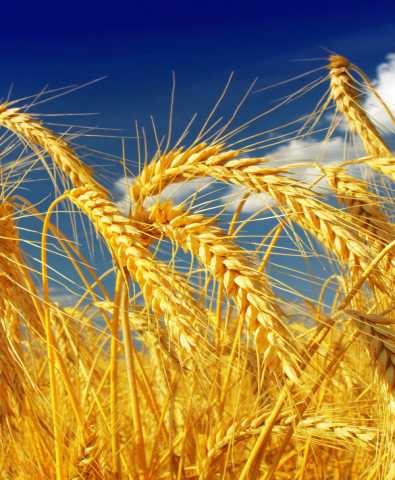 Куплю: пшеницу кукурузу горох