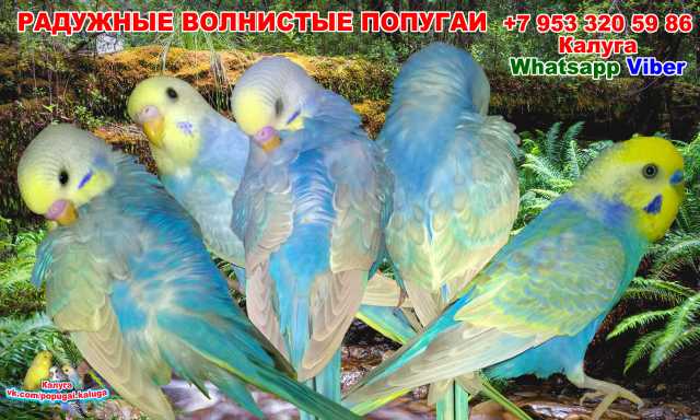 Продам: Радужные волнистые попугаи птенцы
