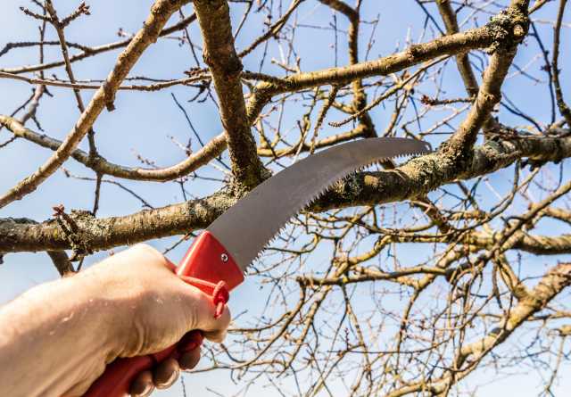 Предложение: Услуги по обрезки плодовых деревьев