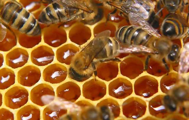 Продам: Мёд пчелиный