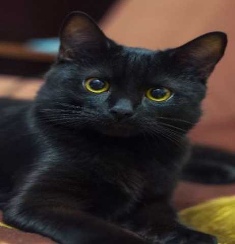 Отдам даром: Черная кошка Лейла в дар