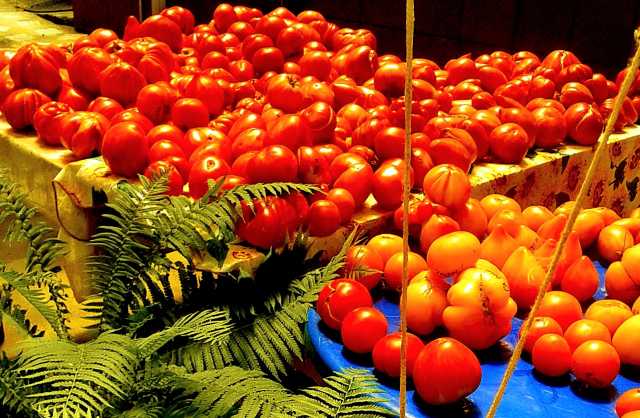 Продам: семена крупноплодных томатов, более 500