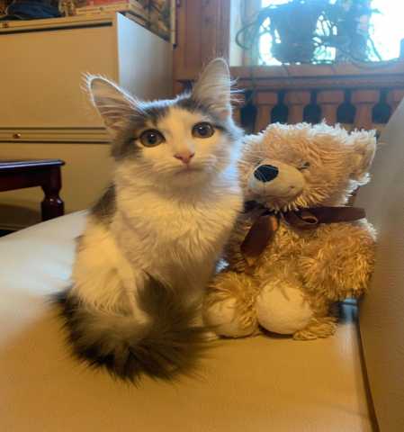 Отдам даром: Сибирский котенок Крош в дар