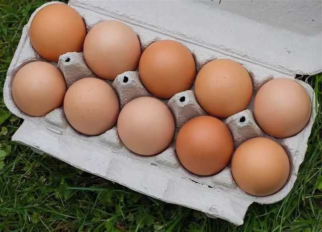 Продам: Яйцо куриное