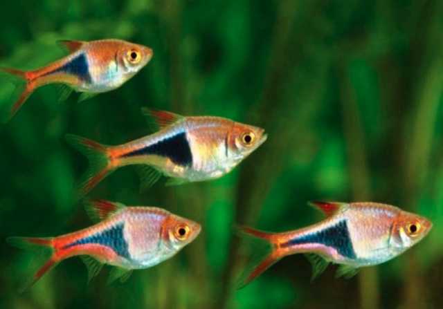 Продам: Аквариумные рыбки оптом и в розницу