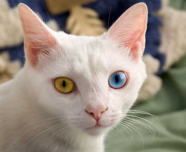 Куплю: Куплю белого котенка