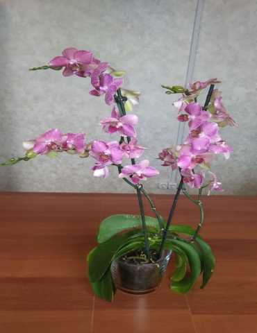 Продам: Орхидеи цветущие, разноцветные от 400руб