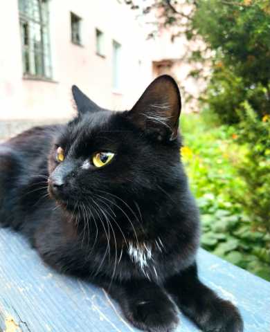 Отдам даром: Красивую черную кошку