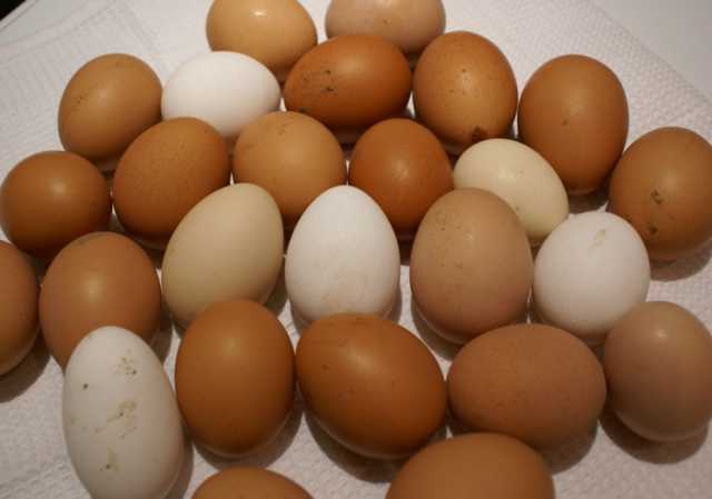 Продам: Яйца куриные домашние