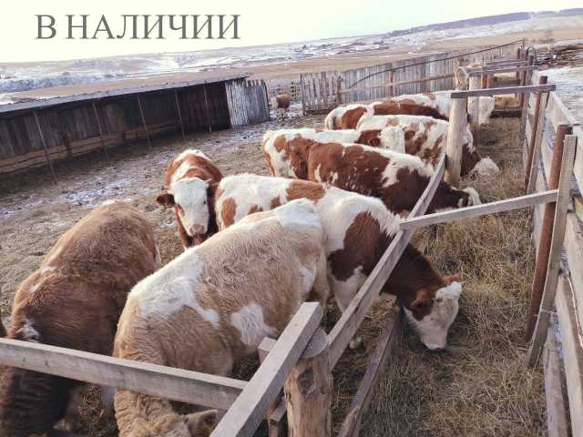 Продам: Крупный рогатый скот ( Бычки)