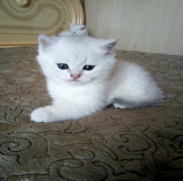 Продам: Британский серебристый котик