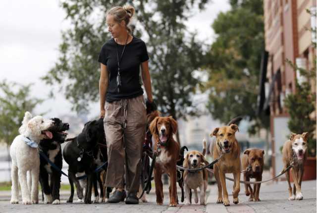 Требуется: Требуется Женщина по уходу за собаками