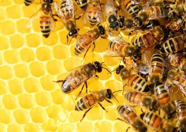 Продам: пчелопакеты с доставкой по РФ