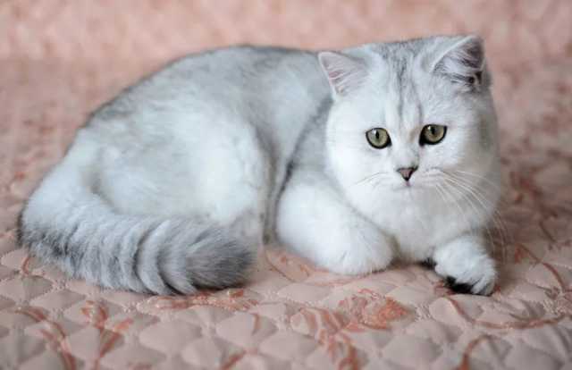 Предложение: Британский кот. Вязка