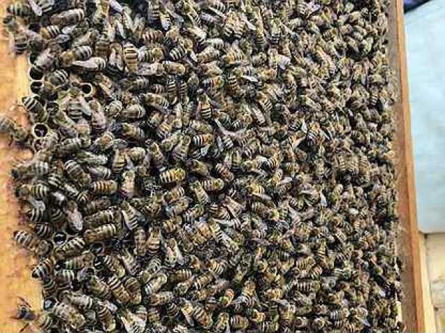 Продам: Пчелы, пчелопакеты 2021г
