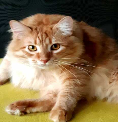 Отдам даром: Рыжий сибирский котенок Томас, вес 10 кг