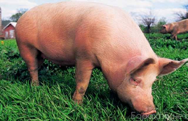 Продам: Свиньи и хряк на мясо живым весом