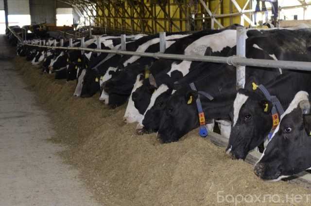 Продам: Молоко с фермы доставка