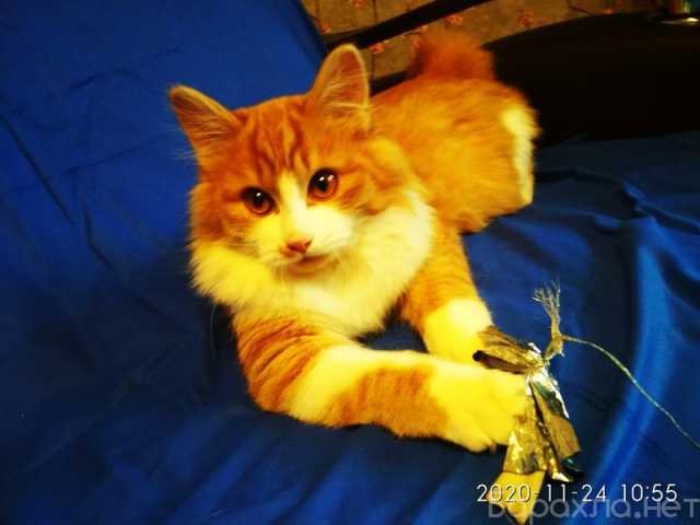 Отдам даром: Рыжий пушистый котенок Леонардо в дар