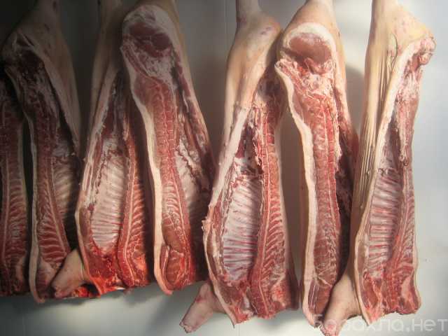 Продам: свинина мясо