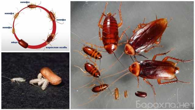 Предложение: Уничтожение тараканов в Туле