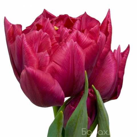 Продам: Пионовидные тюльпаны оптом Коньяк