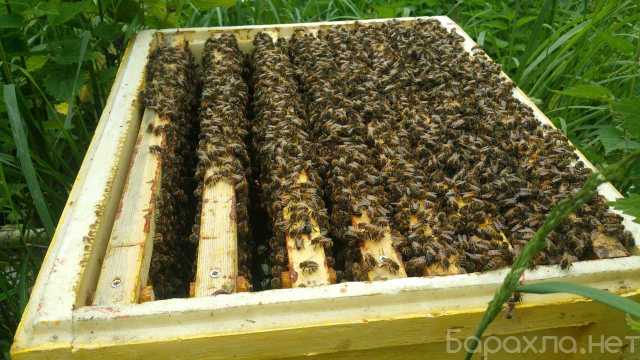 Продам: Пчелопакеты Бакфаст 2021