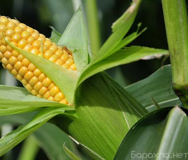 Продам: Семена кукурузы Зерноградская 282