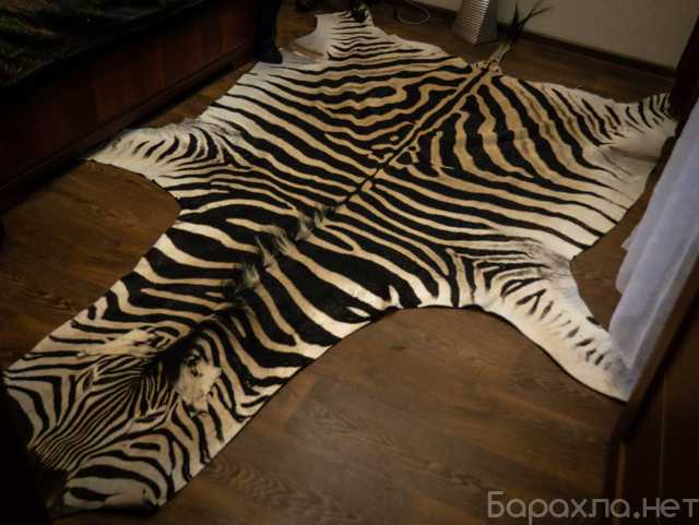 Продам: Шкура зебры натуральная