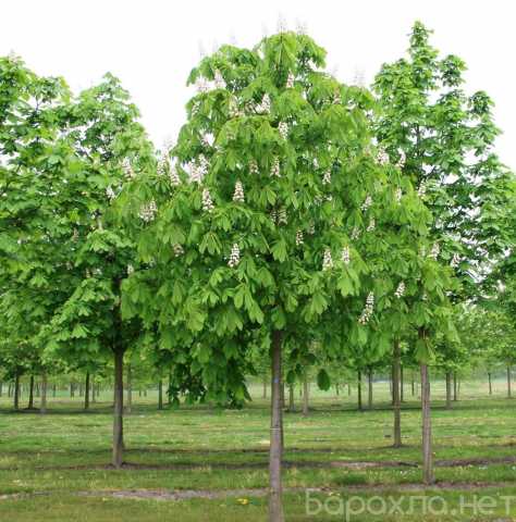 Продам: Саженцы хвойных и лиственных деревьев