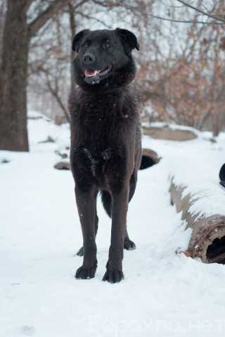 Отдам даром: Черная собака — счастье в дом!