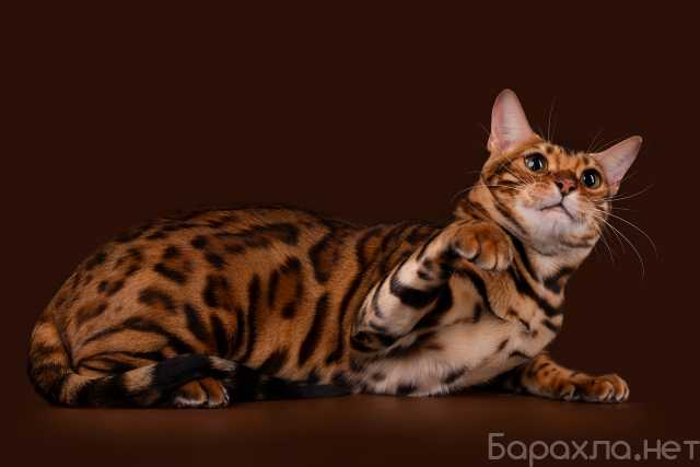 Продам: Котята бенгальской кошки