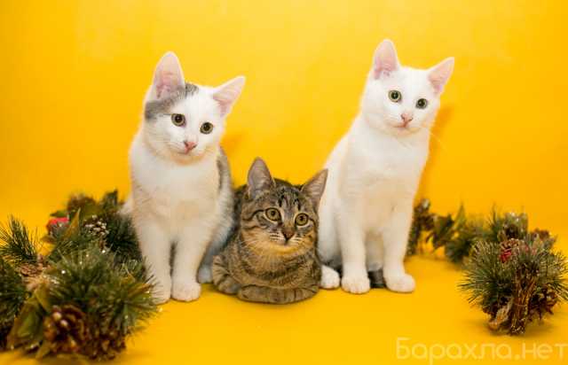 Отдам даром: Очаровательные котейки в дар
