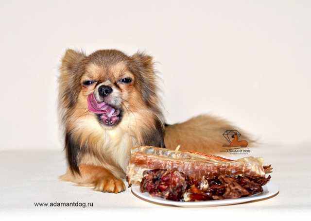 Продам: Натуральные сушёные деликатесы для собак