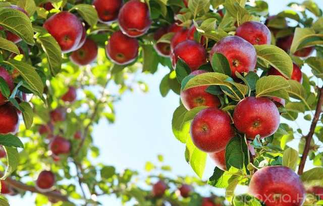 Продам: Саженцы и крупномеры яблони недорого
