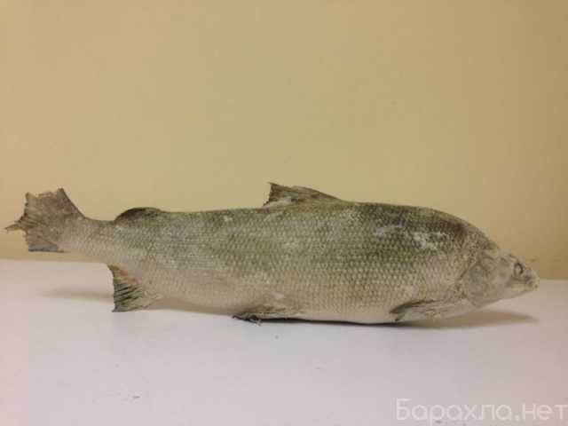 Продам: Северная свежемороженая рыба (муксун, ом