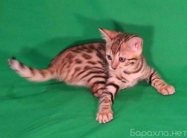 Продам: Чистокровные бенгальские котята