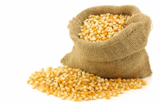 Продам: зерно кукурузы продовольственной