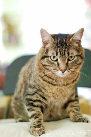 Отдам даром: Шикарный полосатый кот Доцент ищет дом
