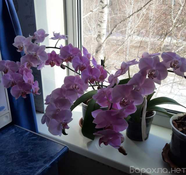Продам: Орхидеи на цвету