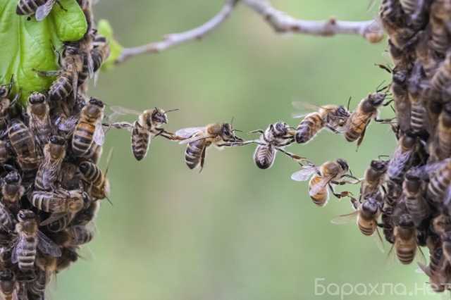 Продам: Продам пчел, ульи, пчелосемьи,пасеку