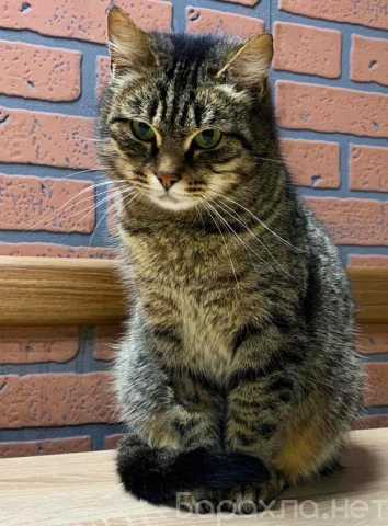 Отдам даром: Кошка Фиона ждёт год в приюте хозяина