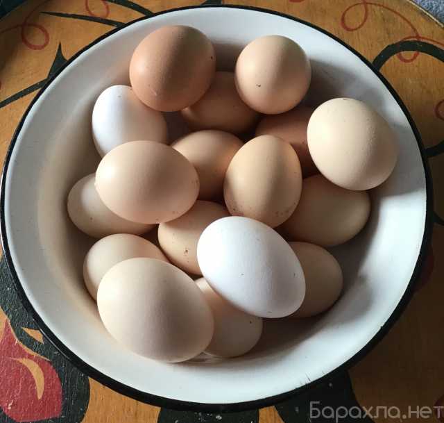 Продам: Яйца от кур домашних
