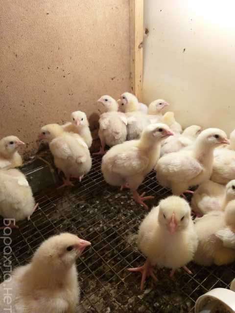 Продам: цыплята 2-х месячные