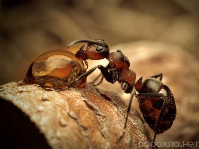 Предложение: Уничтожение муравьев в Самаре