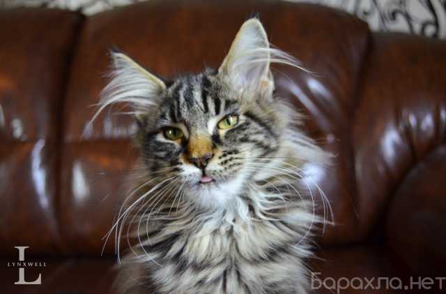 Продам: Роскошные котята мейн-кун из питомника