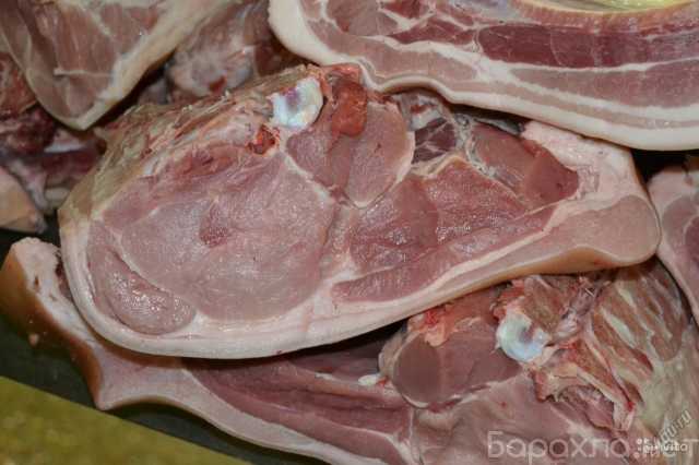 Продам: Мясо свинины