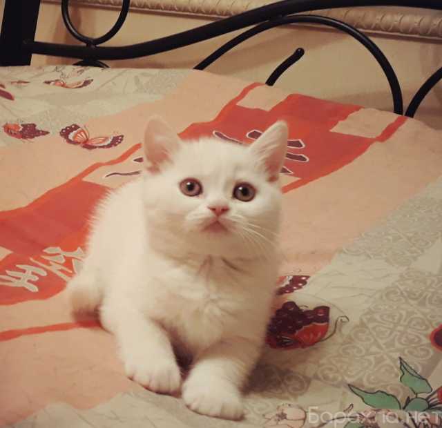 Продам: красивый белоснежный котенок
