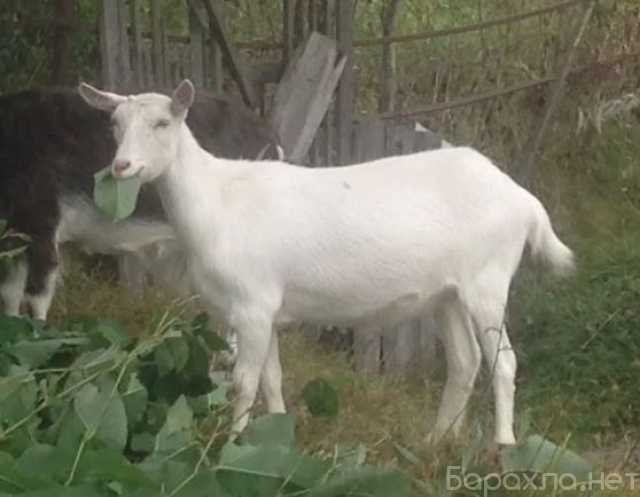 Продам: Продаю молодую козу, 1 окот, дойная